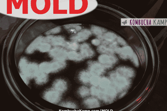 Kombucha’da Küf Neden Oluşur? Ne Yapmak Gerekir?