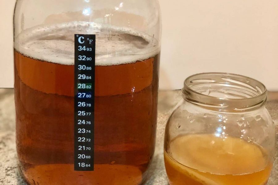 Shaman's Secret Kombucha Mantarı